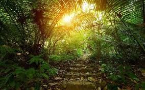 آخر الأخبار عن الصين تحلل الخث في الغابات المطيرة الاستوائية: فهم تأثيره على نوعية الهواء ودور منظفات الهواء