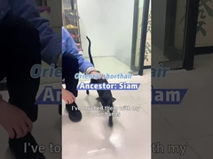 Adem rustig met Berk: Uw huisdiervriendelijke luchtoplossing!