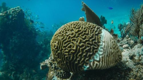 چین آخرین اخبار در مورد گازهای موجودی دریایی که تجزیه می شوند: تاثیر بر کیفیت هوای ساحلی و نقش پاک کننده های هوا