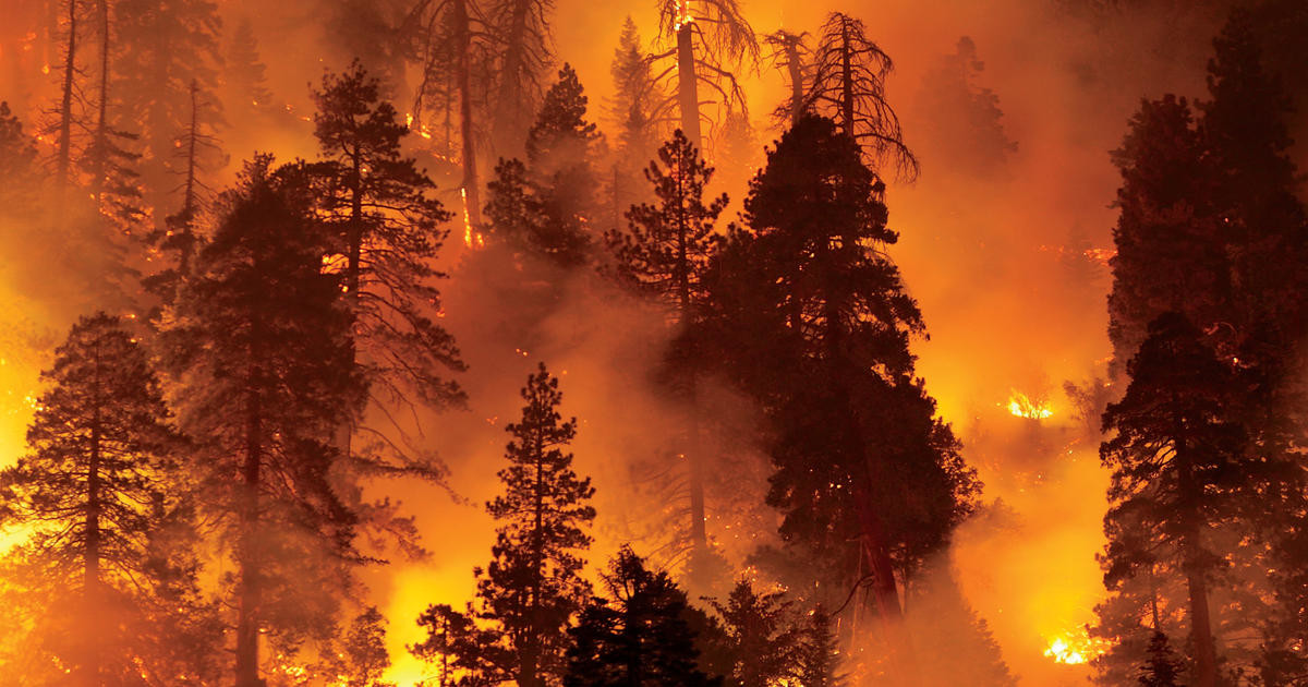 Latest company news about The Degradation of Air Quality Due to Forest Fires and the Importance of Air Purifiers