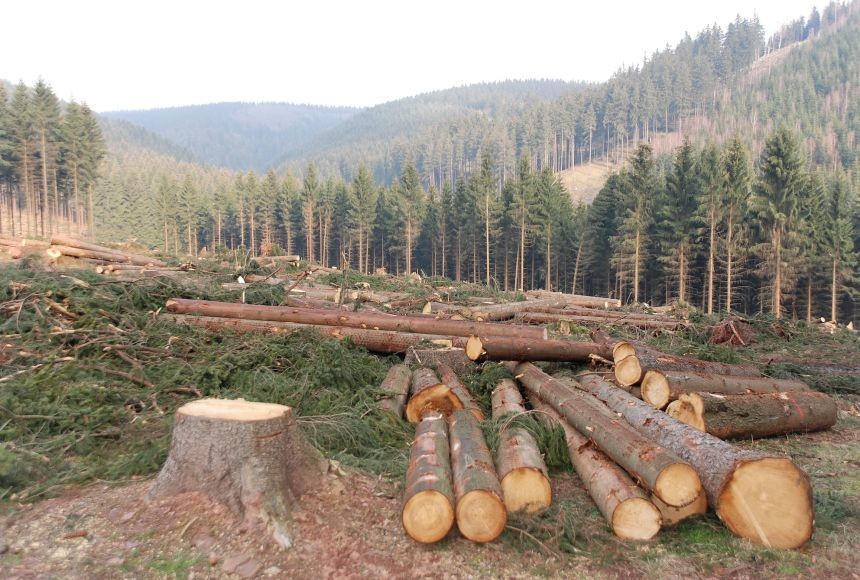 Latest company news about Deforestation and Dust: How Land Exposure from Forest Clearing Impacts Air Quality and the Importance of Air Purifiers