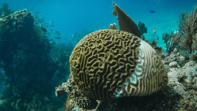 Latest company news about Gases from Decomposing Marine Organisms: Impact on Coastal Air Quality and the Role of Air Purifiers