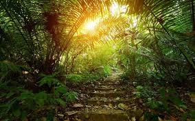 Latest company news about The Decomposition of Humus in Tropical Rainforests: Understanding Its Impact on Air Quality and the Role of Air Purifiers